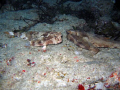 Batfish stare down...Taken on the Caribbean side of Isla Mujeres...near Sleeping Shark Caves Canon A95