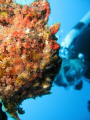 Whos Lookin at who? Commersons Frogfish with my dive bud. Maui, HI