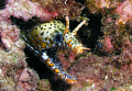 Dragon Moray - Oahu, Hawaii