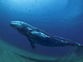 Calf of a Grey Whale at Cabo Pulmo