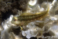 Ringneck blenny (Parablennius pilicornis) in Alboran Sea.