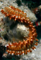 Fire on rock.  Hands off.  Fireworm (Hermodice carunculata)