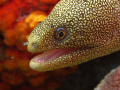 gold spotted eel shot in Bonaire on the west coast, using a DX-G1 with dual sea&sea strobes, macro f6.3, 1/68th and 15.3 mm zoom.