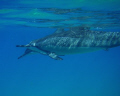 Spinner Dolphins off the Coast of Lanai-- 
Natural Light-- Olympus 770