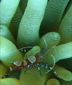 This spotted cleaner shrimp was very curious and seemed to pose for the picture.