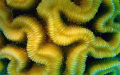 Ridges.  Diploria labrynthiformes (Brain Coral)