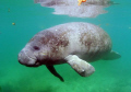 Flipper the manatee. Camera nikon D-200, Taken at Crystal River FL.