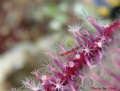 It's look like Goby hide in the garden. (This picture was taken at Ambon)