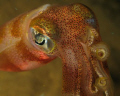 Look at my chromataphores!  Bigfin squid -Night Dive- Maui, HI