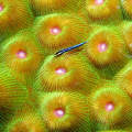 f/11.2, 1/68, -0.3ev, ISO 100, 15.3mm, shot in Bonaire on the Yellow Sub house reef. They zap around, got to get real close real slow, and snap before they jet off to another microscopic patch!