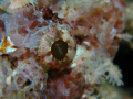 Scorpion fish at bunaken island