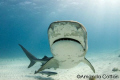 Tiger shark coming in for a closer look at tiger beach, Bahamas.
©Amanda Cotton