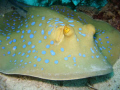 Blue spotted stingray