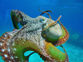 Octopus swimming from one coral head to another. He stopped to check me out and I got lucky. This shot was taken at Honokawai Beach, Maui.HI.