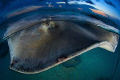 Sunset at Stingray Sandbar in Grand Cayman usually offers a rare opportunity to have the rays all to yourself for an intimate interaction and a beautiful moment with these sweet puppies.  I'll never tire of hanging out with my 