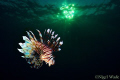 Lion fish under a setting sun