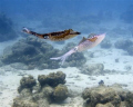 When finishing our dive at Baya beach, Curacao, we encountered a group of squids. Two of these were involved in a mating dance; I was able to capture the change of color. 
Sea&Sea DX-1G, natural light, depth 3 meters.