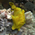 Yellow Froggi taken in Nuweiba with an Olympus 5060 WZ and two YS 60 strobes.