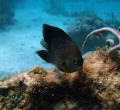 Threespot Damselfish @ Culebra Puerto Rico, I used my Canon 950 and Sea and Sea YS27