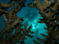 “Table Top Setting”, taken on my birthday 11/23/08 in Taba Egypt in the Red Sea.  Shot through the bottom of the largest “Table Top” coral I had ever observed.  I shot it with my Olympus SP700 and Inon strobe.