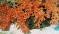 Moray under soft coral on the sand saddle between Shark and Yolanda reefs. Taken with an Olympus SP-350 and Sea&Sea YS-27 strobe.