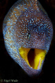 Yellow Mouth Moray Eel, D200 60mm Gulf of Aquaba Red Sea Eilat