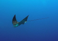 White Spotted Eagle Ray down at 30m off Grand Cayman. Taken with an Olympus SP-350.