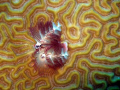 Christmas Tree worms are one of my favorites.  This was taken on Planacar Bricks, Cozumel, MX