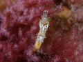 I was amazed to find this tiny juvenile Short Headed Seahorse staring at me, they are usually very shy and turn away. Olympus 5060, Sea&Sea ys-90 Duo, Nikonos sb105. Port Philip Bay Melbourne.Taken 25 Nov 2008.