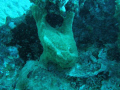 This picture was of a angler fish sitting by the base of a wreck in Hawaii.