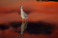 Night Heron Reflection

This Night Heron in Cayman Brac, a normally very shy species, allowed an unusually close encounter while a spectacular sunset sky reflects off the stillness of a tidepool.