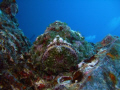 Devil Scorpion on the Sea Tiger