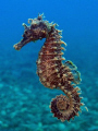 Another seahorse. Taken in april, presented at VODAN. Olympus SP350, internal strobe, lens +4, 1/250s, f/7.1, ISO200