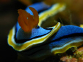 Nudibranch at bunaken island