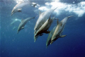 While diving with the whale sharks during the spawning of snapper a pod of atlantic spotted dolphin suddenly showed up to dive with us. Spectacular! Taken with a Nikonos 5 and 35 mm lense with Fuji NPH 400 film.