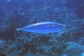 One of a number of Tuna. They move so fast it's difficult to get a decent picture. Taken with a Canon S50 off Cuba