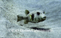 YOU LOOKING AT ME.
At 5m down we came across around 8 of these wonderful puffers. they almost looked like they were sunbathing untill they saw us.