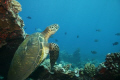 This turtle came up off the bottom at just the right time and swam right in front of me - it is framed by the wreckage of the Mala Boat Ramp