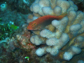 I shot this little beauty at Light House Reef off Lanai'i this past October in about 50' of water.  I used an Olympus SP-350 utilizing its own flash.  The camera was set at Under Water Macro.  Case was an Olympus Underwater Case.