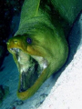 Open up and say Ahhhh...
Green Moray Cozumel MX. Papa Hogs house reef.