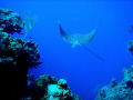 Magnificent eagle ray - off coast of Cozumel.  Taken with Sony Cybershot.  Only adjustment to photo was lighting - first time using an underwater camera...my husband took this shot on a deep dive.