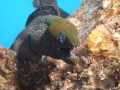 Yellow mouthed moray, Sea Tiger Wreck 100 feet, Honolulu Hawaii