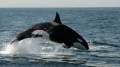 An incredibly lucky day whale watching in Monterey Bay.  We followed a group of killer whales who were teaching their calf to hunt sea lions in the bay. Amongst other behaviours that we witnessed, there was frequent breaching.