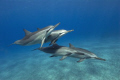 Spinner dolphin STENELLA LONGIROSTRIS in Kona, Hawaii