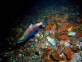 Male Kokanee Salmon in Lake McDonald - Glacier National Park.
The salmon spawn in November and die off in early December.
Water vis is about 60 to 70 feet.  Water temp is around 43 degrees.