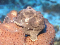 This is Fred, the frog fish. He lives at Half Moon Bay Wall on Roatan. I did this picture with an Olympus C5050 camera.