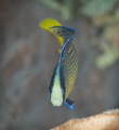 Splendid dottyback Pseudochromis splendens are common in Indonesia, very photogenic.