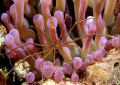 Arrow Crab & Anemone shot in Bonaire, N.A. using Canon 10D, Sigma 60mm macro lens with Sea and Sea strobes.  This picture is a good example of being at the right place at the right time.