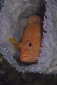 Coral grouper, Indonesia