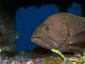 Grouper found inside a wreck in the Bahamas.  Taken with Olympus Evolt E-300 with Inon Z240 Strobe